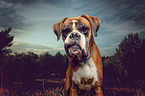 German Boxer Portrait
