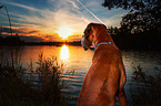 German Boxer Portrait