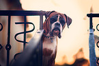 German Boxer Portrait