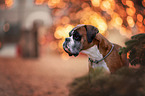 German Boxer Portrait