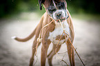 German Boxer