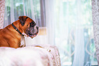 lying German Boxer