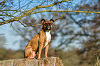 sitting German Boxer