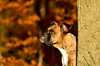 German Boxer Portrait