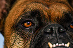 German Boxer eye