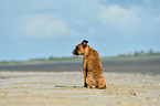 sitting German Boxer