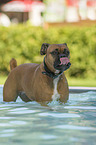 German Boxer in the pool