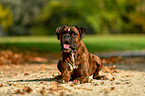 lying German Boxer