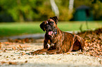 lying German Boxer