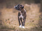 standing German Boxer Puppy