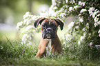 lying German Boxer