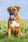 sitting German Boxer