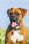 German Boxer portrait