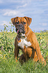 sitting German Boxer