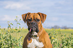 German Boxer portrait