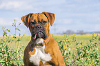 German Boxer portrait