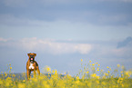 standing German Boxer