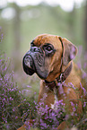 Boxer in the heather