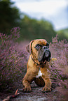 Boxer in the heather