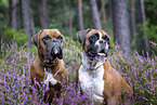 Boxer in the heather