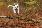 jumping German Boxer