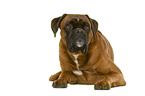 German Boxer in front of white background