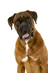 German Boxer in front of white background