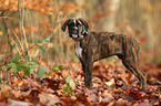 German Boxer Puppy