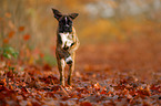 German Boxer Puppy