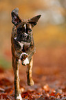 German Boxer Puppy