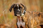 German Boxer Puppy