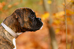 German Boxer Puppy