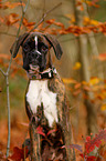 German Boxer Puppy