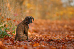 German Boxer Puppy