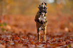 German Boxer Puppy