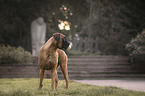 standing German Boxer