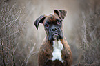 German Boxer Portrait