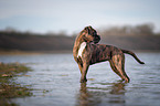 standing German Boxer