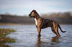 standing German Boxer