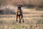 running German Boxer