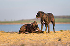 German Boxers