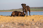 German Boxers