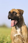 German Boxer Portrait