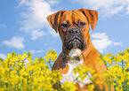 German Boxer Portrait