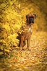 German boxer in autumn