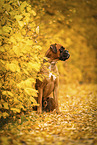 German boxer in autumn