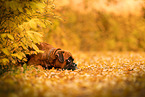 German boxer in autumn