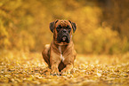 German boxer in autumn