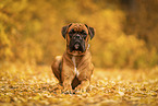 German boxer in autumn