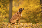 German boxer in autumn